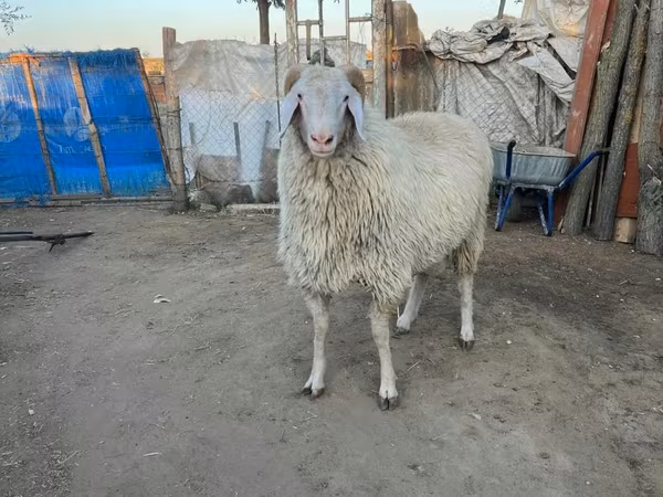 Kos, Juhok