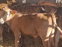 Bydło (partia, płeć nieokreślona), Simmental cattle — zdjęcie 5