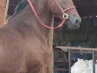 Hengst, Akhal-Teke — Foto 6