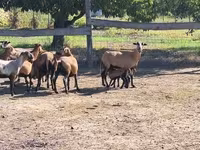 Kos, Cameroon sheep — 3. fotó
