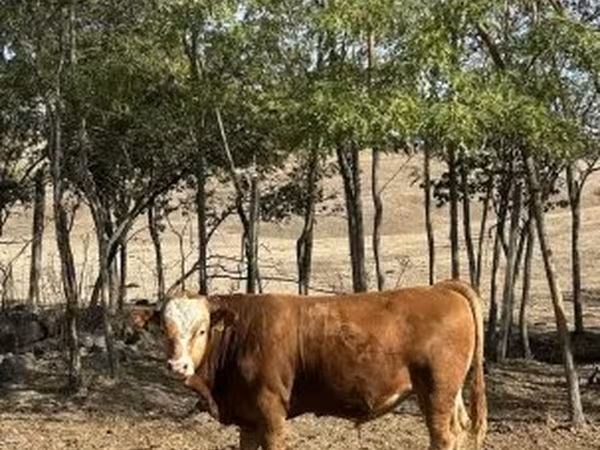 Bika, Limousin tehén