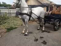 At, Lipizzaner — foto 3