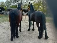 Cavalo, Friesian — foto 7