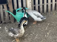 Ducks — 1-сурет