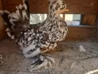 gallina danesa — foto 8