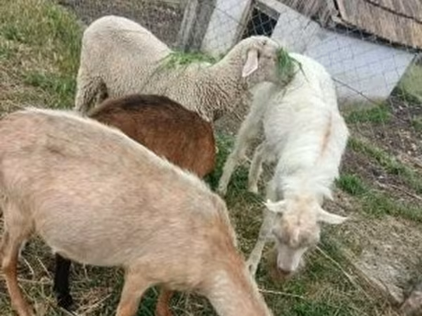 Kos, Merino sheep — Magyarország