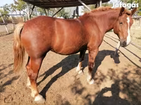 घोड़ी, Hungarian horse breed — फ़ोटो 3