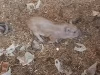 Süldőanya, Вьетнамская вислобрюхая — 3. fotó