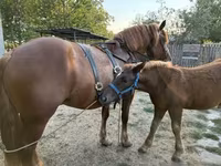 At, Hungarian horse breed — foto 5