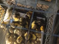 Ducks — photo 3