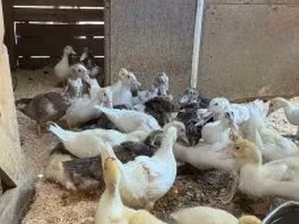 Ducks