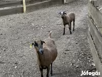 Kos, Cameroon sheep — 3. fotó