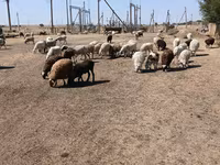Juh, Edilbay sheep — 8. fotó