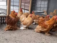 Pekin Bantam — foto 5