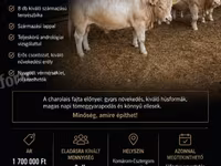 Byk, Charolais cattle — zdjęcie 4
