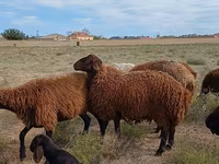 Kos, Karakul sheep — 4. fotó