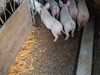 Kanec, Prasata — foto 1