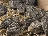 Quails — 3-сурет