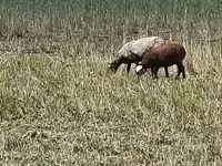 Juh, Romanov sheep — 3. fotó