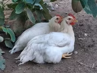 Chickens — 5. fotó