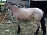 Kanca, Lovak — 2. fotó