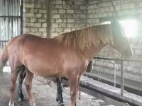 Horse (M), Kustanai horse — photo 2