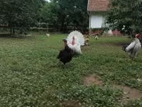 Turkeys — फ़ोटो 2