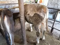 ثور, Swiss cattle — الصورة 7