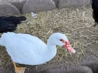 Ducks — 1. fotó
