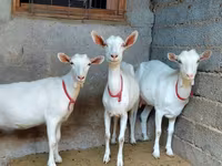 Cabra, Saanen goat — foto 1