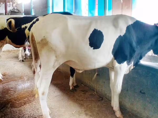 Tehén, Russian Black pied cattle