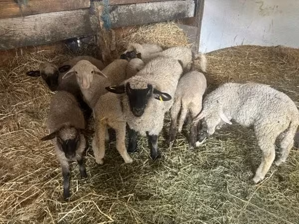 Juhok (tétel, nem megadva), Merino sheep — Magyarország