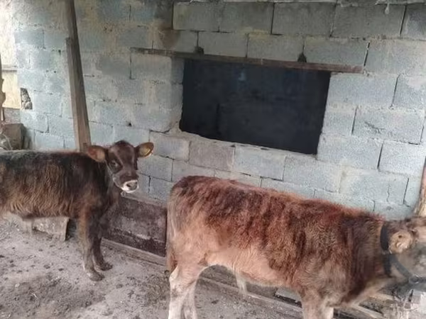Skot (série, pohlaví neuvedeno), Skot