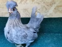 Chickens — zdjęcie 2