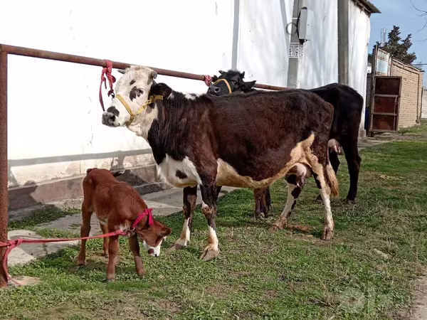 गाय, Simmental cattle