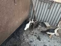 Ducks — foto 2