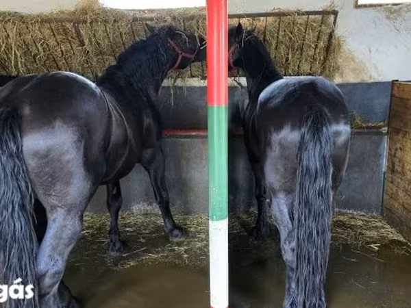 Hing, Nonius horse — Magyarország