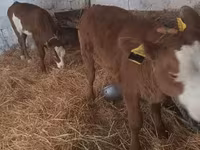 Vaca, Simmental cattle — foto 2