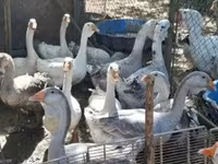 Geese — Foto 3