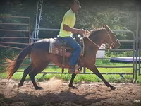 Бие, Standardbred — 5-сурет
