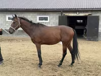 Hing, Thoroughbred horse — 6. fotó