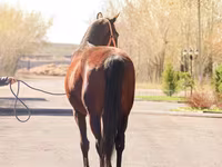 Klisna, Thoroughbred horse — foto 4
