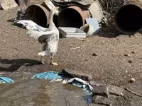 Geese — الصورة 1