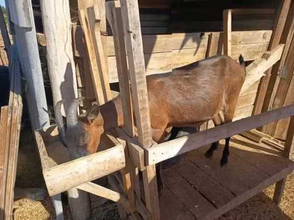 बकरी, Alpine goat