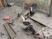 Ducks — foto 3