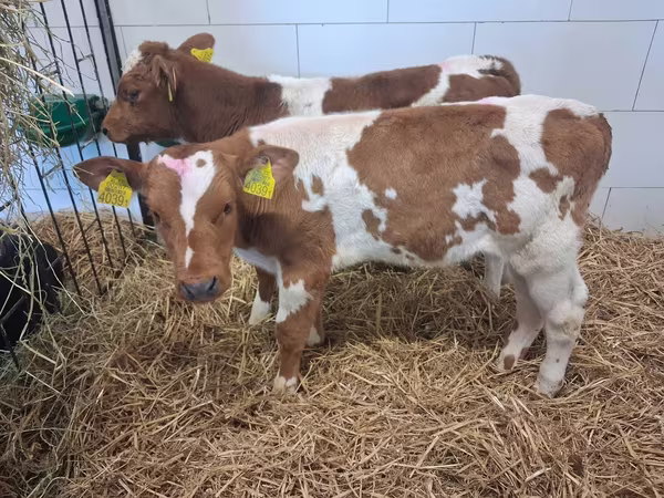 Touro, Raça Holstein