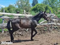 Hengst, Hungarian horse breed — Foto 6