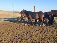 Hing, New Altai Horse — 2. fotó