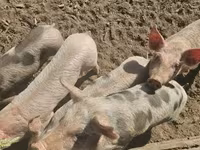 Sow, Pigs — photo 3