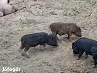 Boar, Вьетнамская вислобрюхая — photo 3